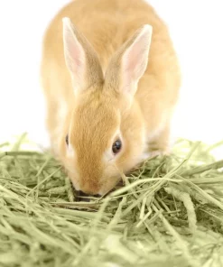 Kaytee First Cut Timothy Hay Small Animal Food -Kaytee Sales 2024 173892 PT6. SY630 V1621904552