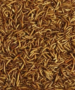 Kaytee Dried Mealworms Wild Bird & Chicken Treat -Kaytee Sales 2024 175930 PT4. SY630 V1563805070