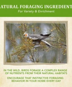 Kaytee Food from the Wild Cockatiel Bird Food, 2.5-lb bag -Kaytee Sales 2024 247995 PT6. SY630 V1597091773