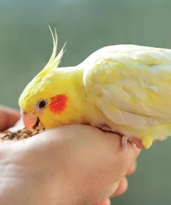 Kaytee Food from the Wild Medley Small Pet Bird Treats, 3-oz bag 8 Kaytee Food from the Wild Medley Small Pet Bird Treats, 3-oz bag -Kaytee Sales 2024 368875 PT2. SY630 V1644902536