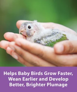 Kaytee Exact Handfeeding Baby Bird Food -Kaytee Sales 2024 94966 PT6. SY630 V1622777579