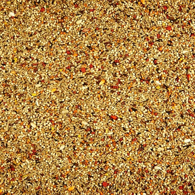 Kaytee Pro Health Orange Blossom Honey Parakeet Bird Treats 4 Kaytee Pro Health Orange Blossom Honey Parakeet Bird Treats - Image 4