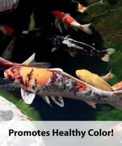 Kaytee Koi's Choice Premium Fish Food -Kaytee Sales 2024 95330 pt5. SY630 V1577495684