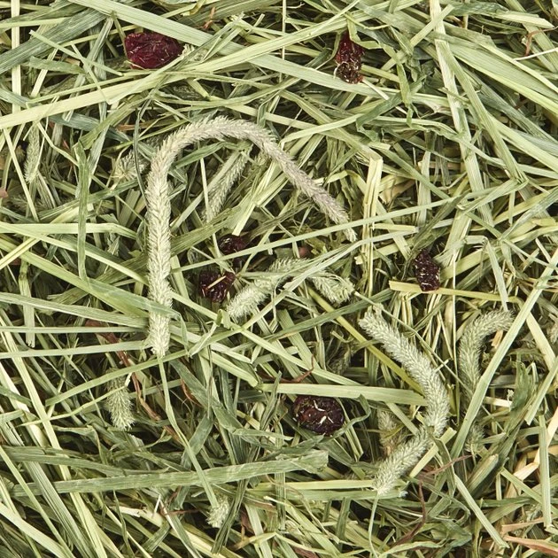 Kaytee Timothy Hay Plus Cranberries Small Animal Treat 3 Kaytee Timothy Hay Plus Cranberries Small Animal Treat - Image 3
