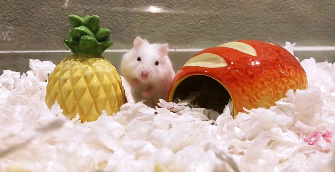 Gazebo Parts Direct Sales Store -Kaytee Sales 2024